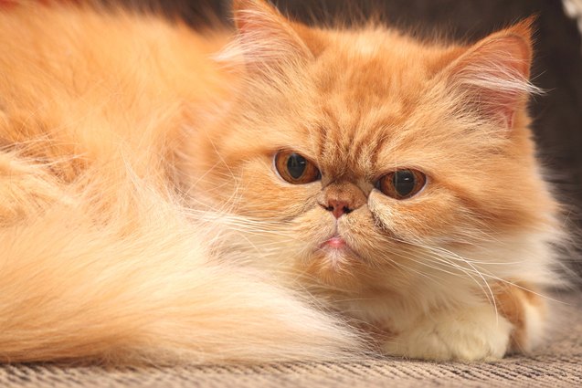 top 10 long haired cat breeds