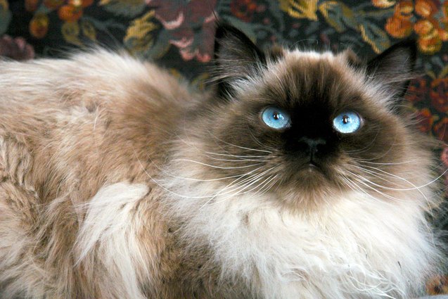 top 10 long haired cat breeds