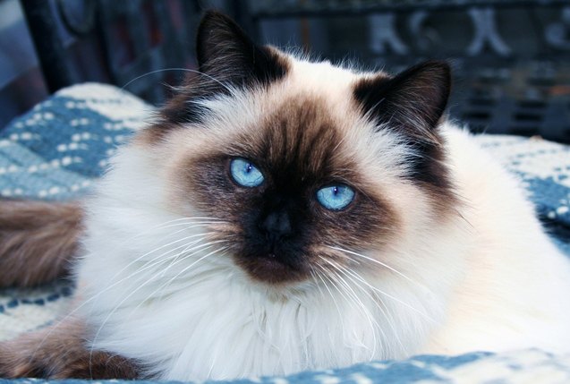 top 10 long haired cat breeds