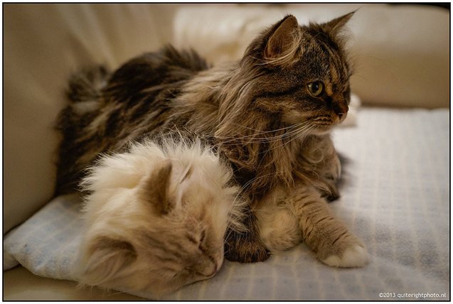 top 10 long haired cat breeds