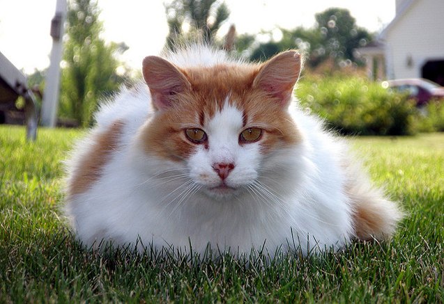 top 10 long haired cat breeds