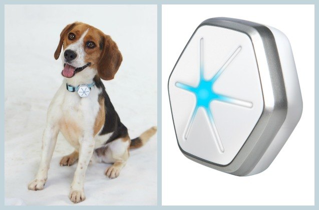 day or night starwalk puts your pooch on the path to a healthier life