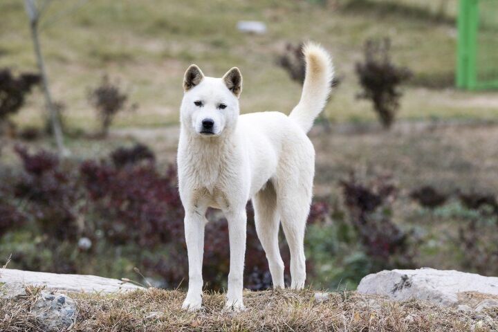 korean jindo