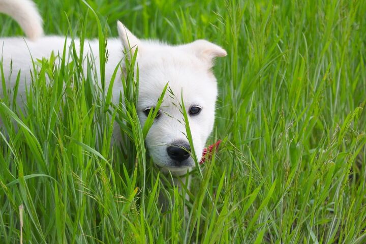 korean jindo