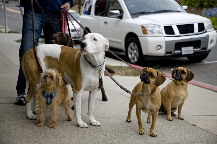 ask the hairy dogfathers tugging on walks and heartstrings