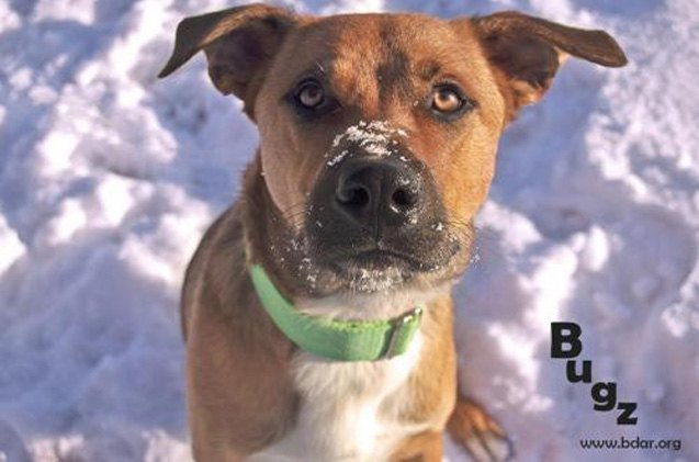 adoptable dog of the week bugz