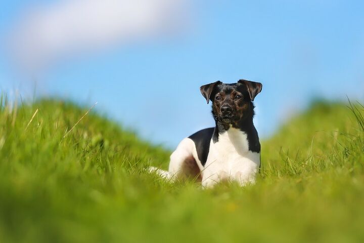 danish swedish farmdog