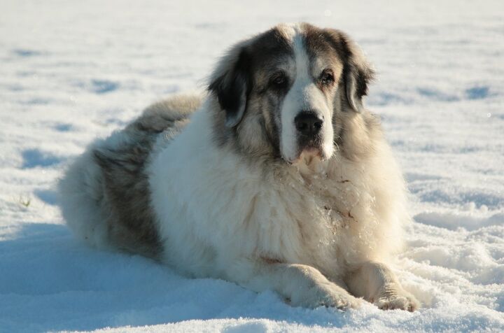 pyrenean mastiff