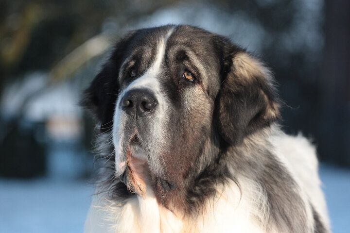 pyrenean mastiff