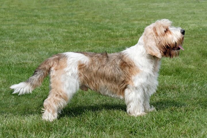 petit basset griffon vendeen