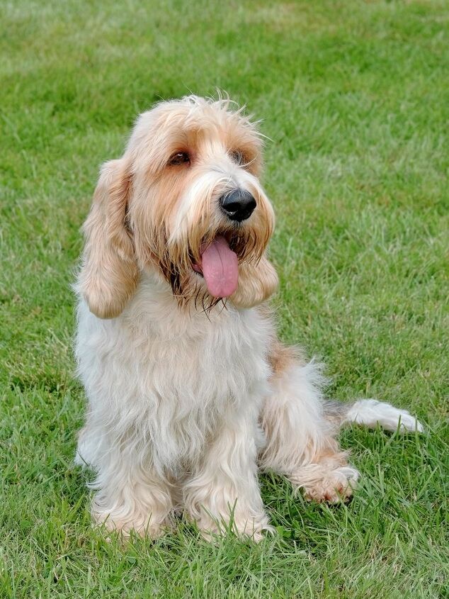 petit basset griffon vendeen