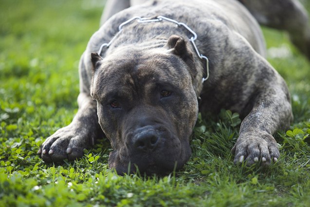 perro de presa canario