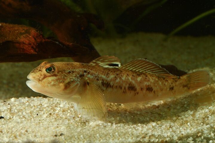 freshwater gobies