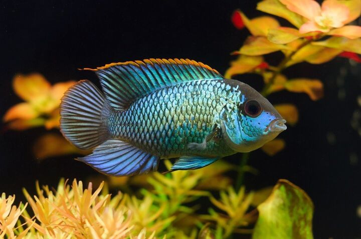 acara cichlids