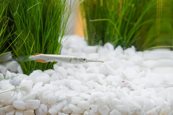 halfbeak