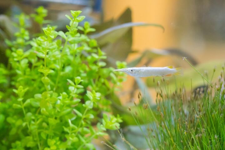 halfbeak