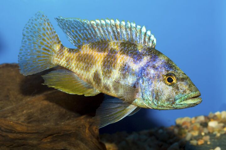 lake victoria cichlids