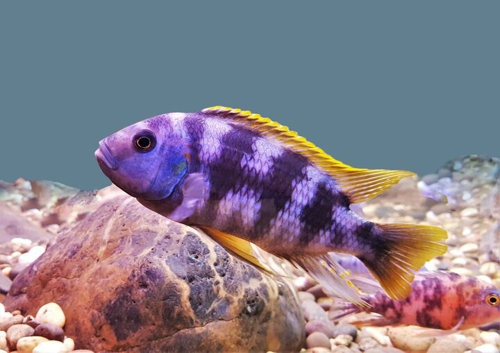 mbuna cichlids