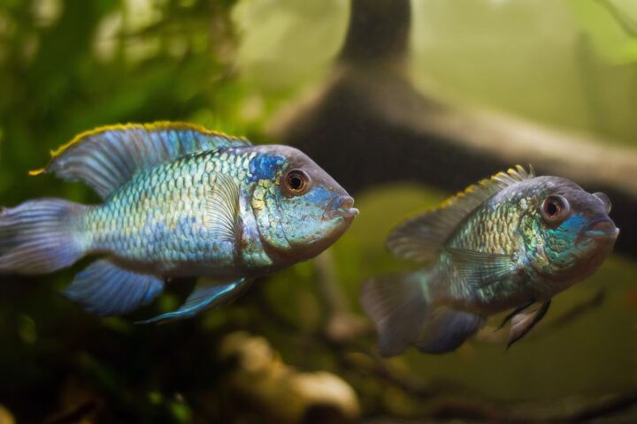 asian cichlids