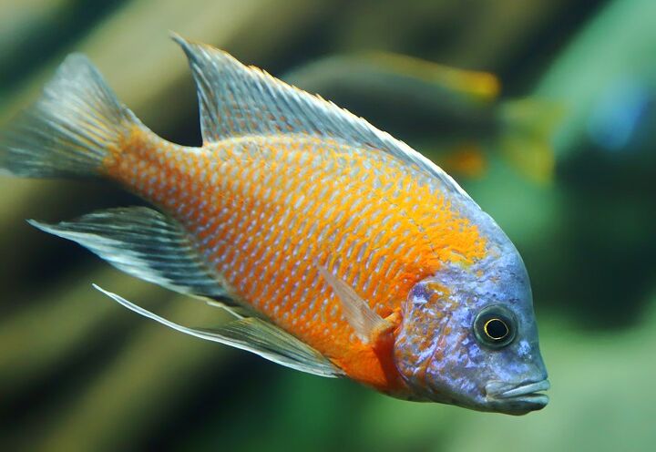 hap cichlids