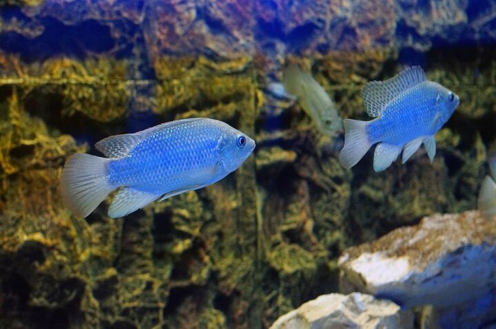 hap cichlids