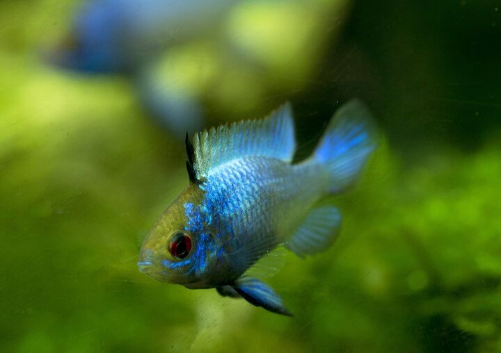 ram cichlids