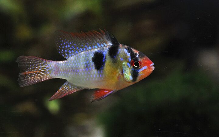 ram cichlids