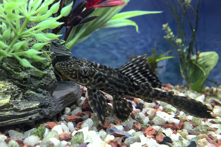 plecostomus