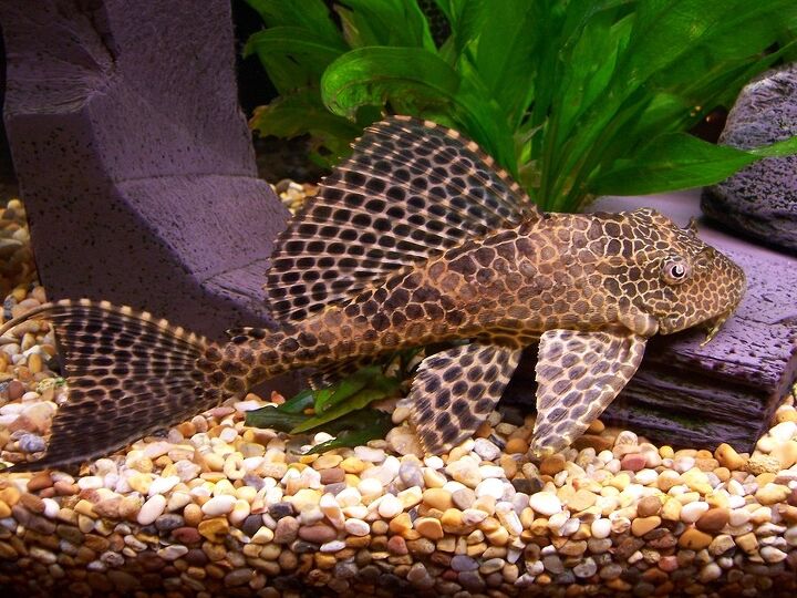 plecostomus