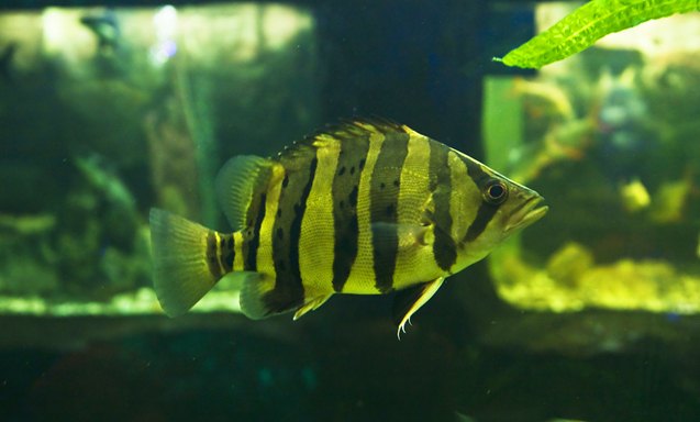 tigerfish