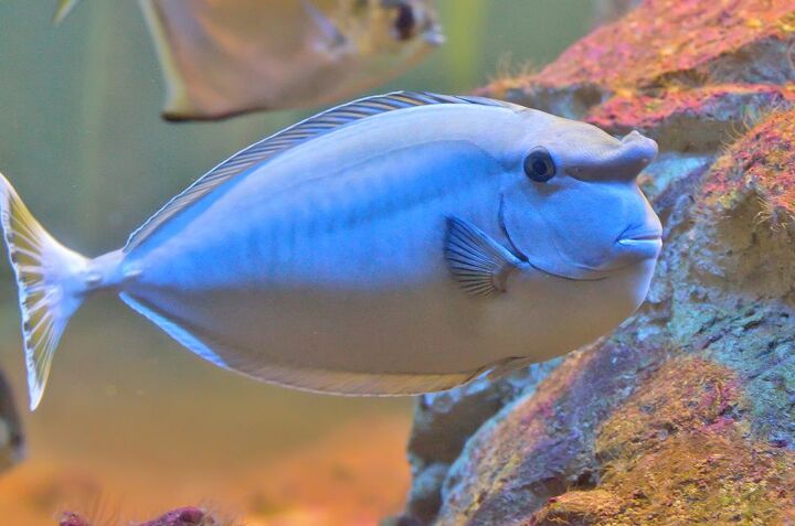 unicornfish