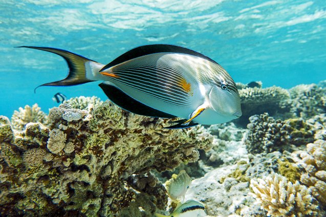 surgeonfish