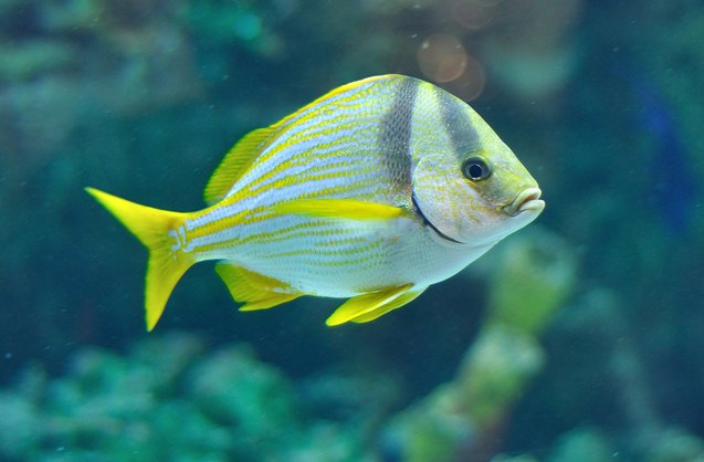 porkfish