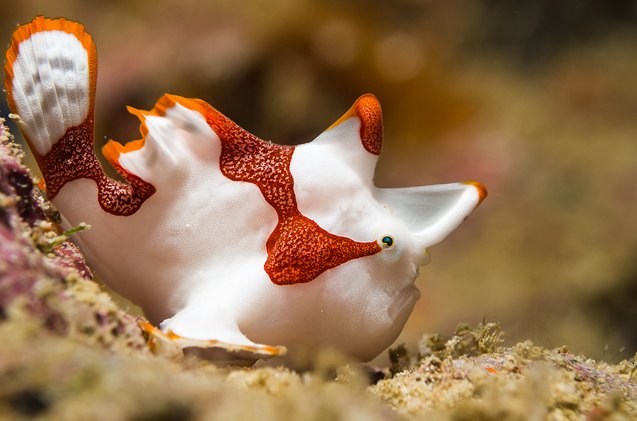 frogfish