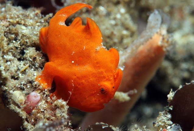 frogfish