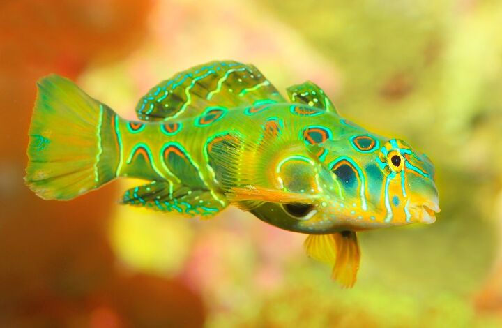 mandarinfish