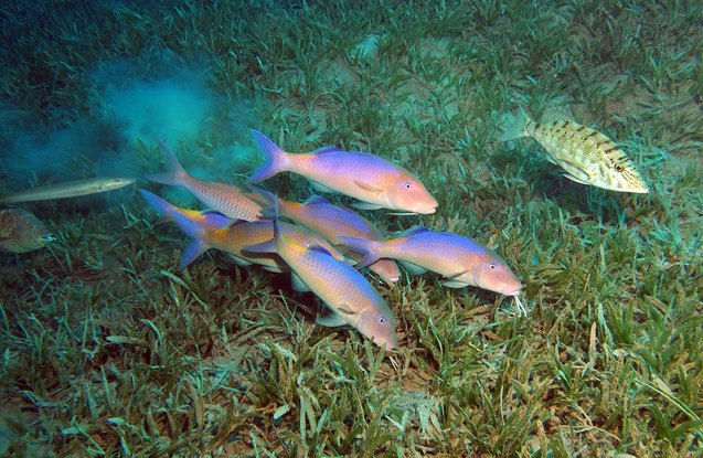 goatfish