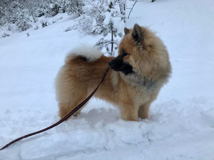 eurasier