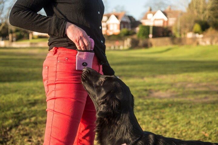 running buddy helps you go hands free on dog walk