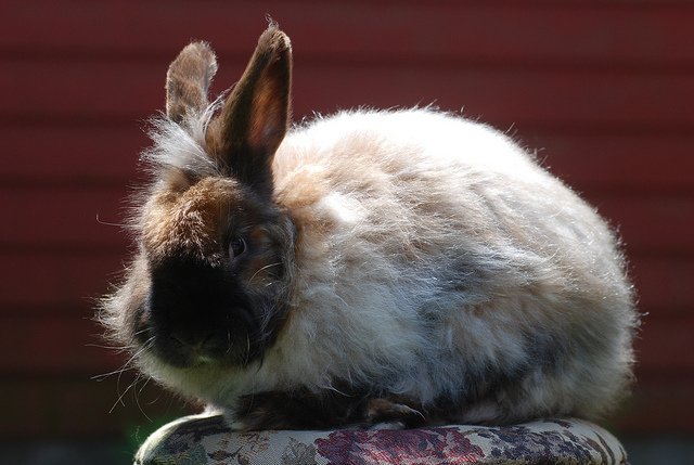 satin angora rabbit