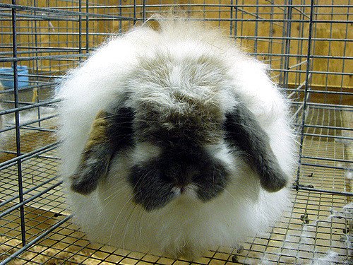 american fuzzy lop