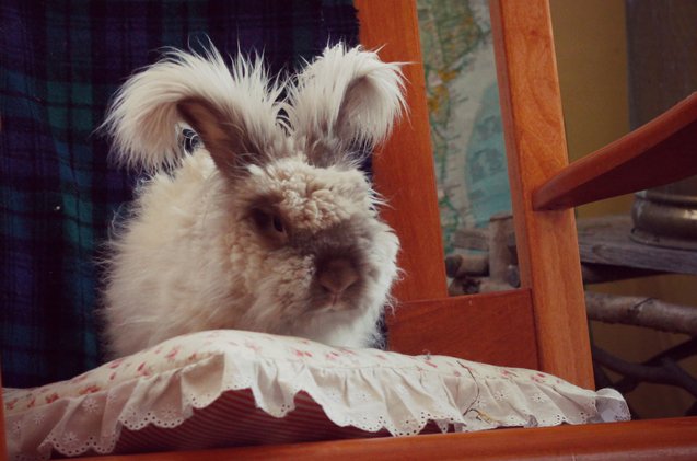 english angora rabbit