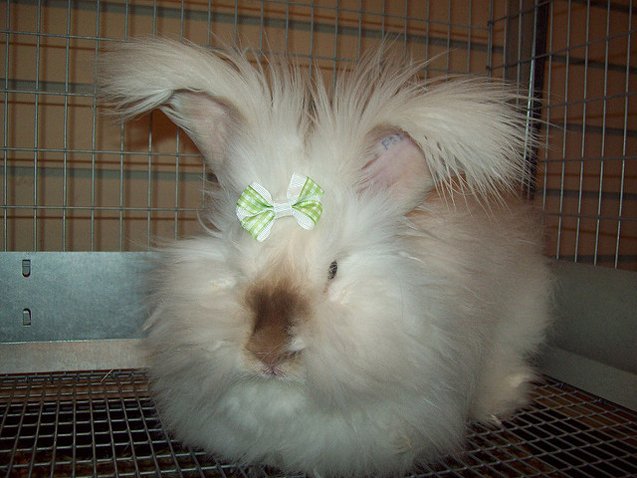 english angora rabbit