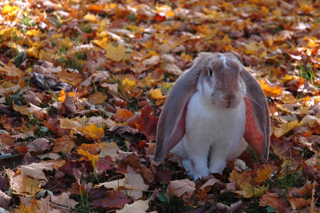 english lop