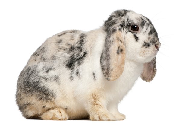 french lop