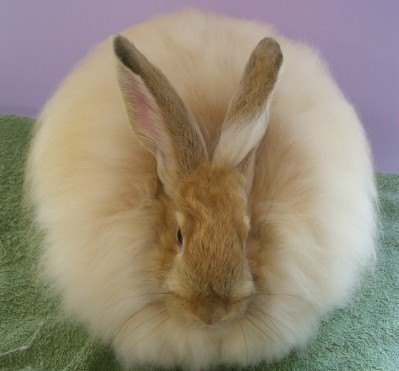 giant angora rabbit