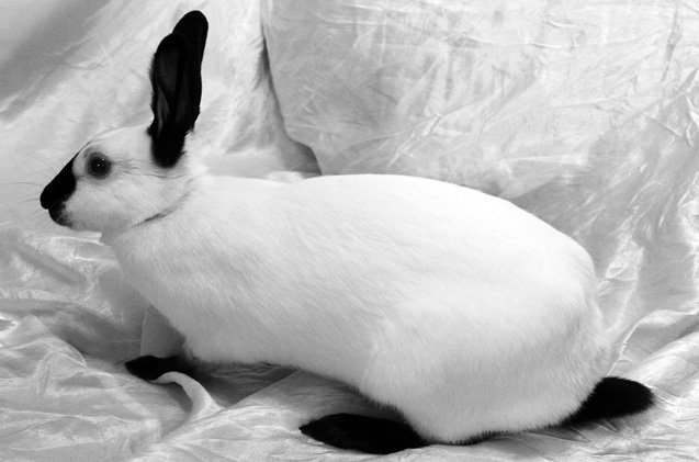 himalayan rabbit