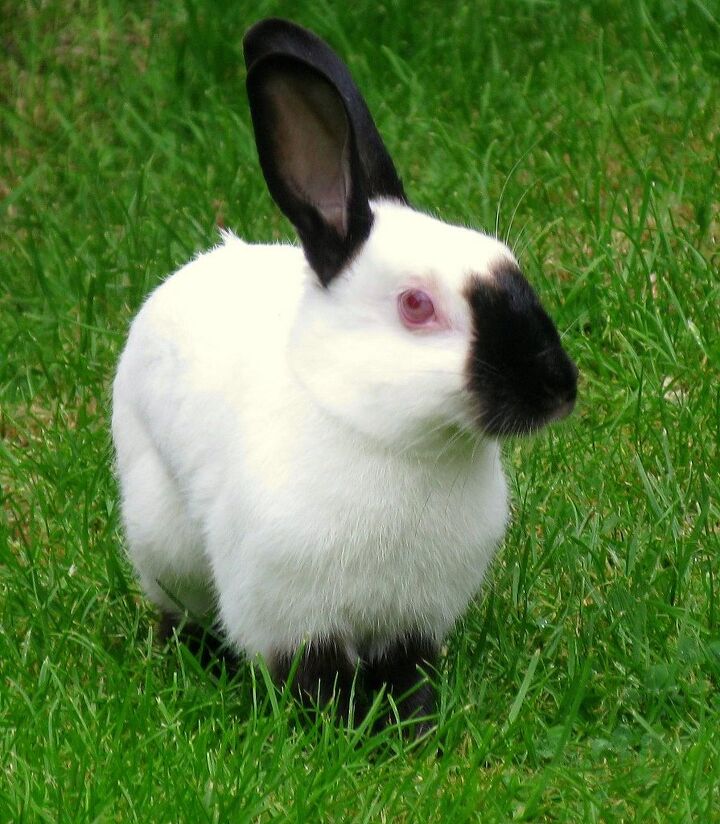 himalayan rabbit