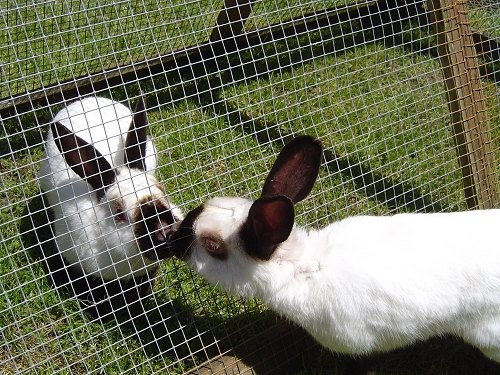 himalayan rabbit