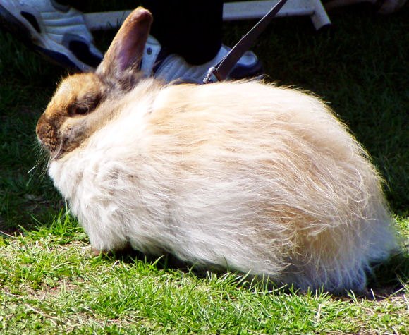 jersey wooly rabbit